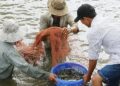 Bến Tre: Ứng dụng công nghệ cao trong nuôi trồng thủy sản