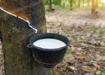 Doanh nghiệp cao su giảm lãi trong quý III dù doanh thu tăng đáng kể