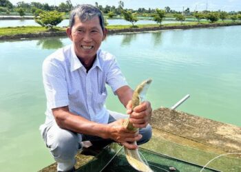 CLIP: Lão nông ở Cà Mau trở thành tỉ phú từ nhờ… cãi lời vợ