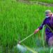 Nông dân phụ thuộc nhiều vào thuốc bảo vệ thực vật nhưng chưa quản lý được dư lượng